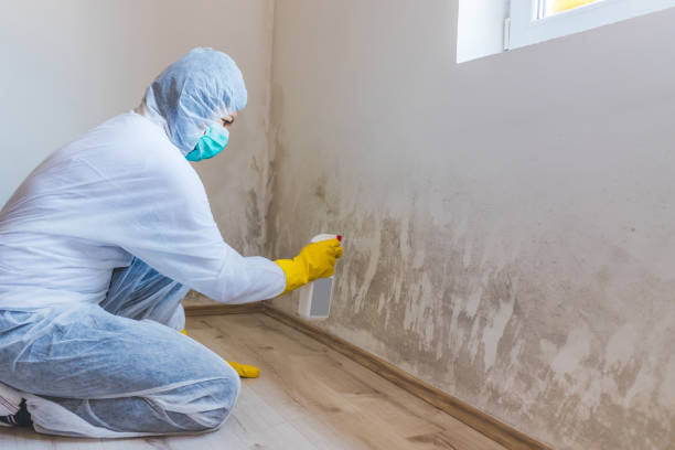 Licensed Black Mold Remediation service in Coral Springs, FL - 24 Hour Mold Removal