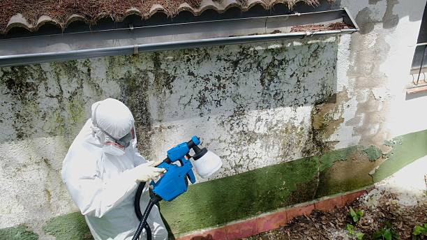 Top rated local Black Mold Remediation specialists in Coral Springs, FL